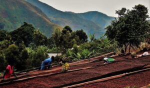 We are proud to announce our latest initiatives in Africa as part of the “More Than A Cup” Program.