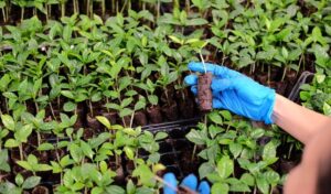 Strauss Coffee’s Involvement in World Coffee Research